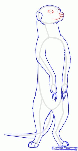 Нарисовать суриката