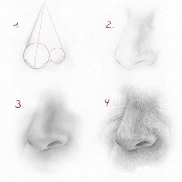 Поэтапное рисование носа