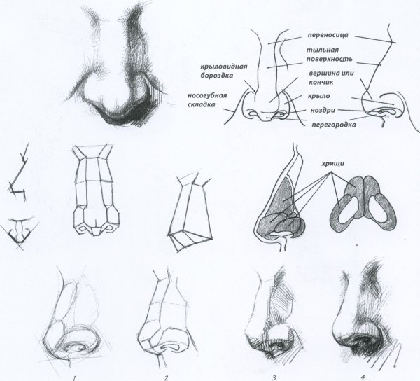 Строение носа Баммес