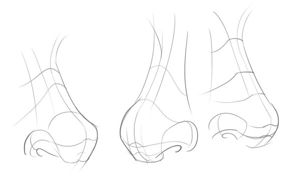 Строение носа рисунок