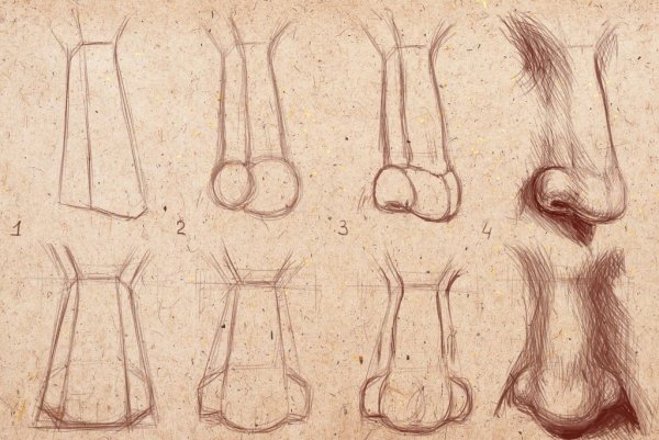 Этапы рисования носа