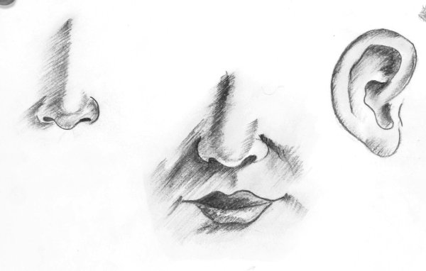 Нос для срисовки карандашом