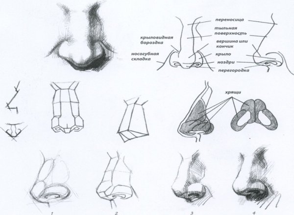 Построение носа анфас