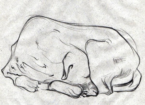 Рисунок спящей собаки карандашом