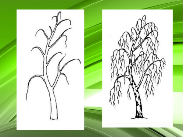 Дерево берёза для рисования