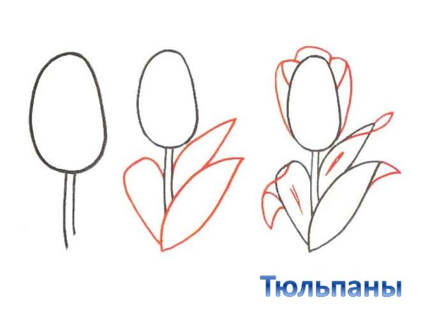 Рисование цветов поэтапно для начинающих