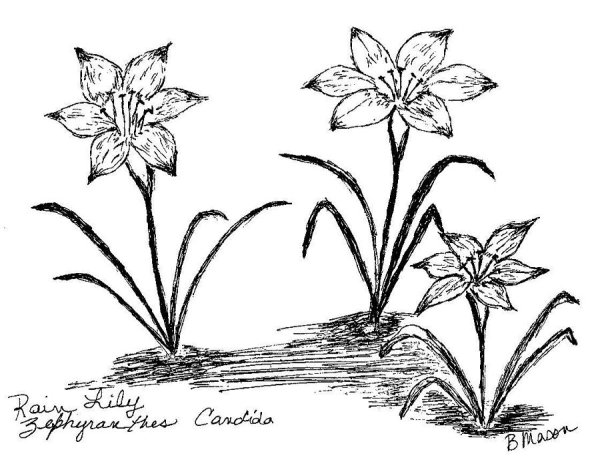 Рисунок клумбы с лилией