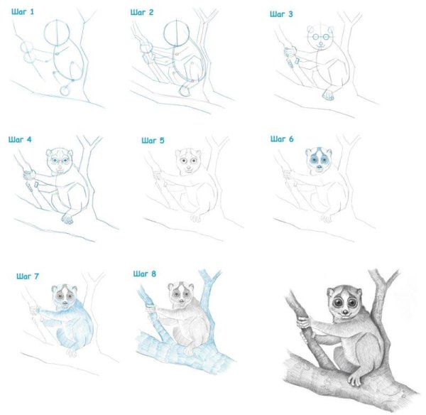 Лимур рисунок пошагово