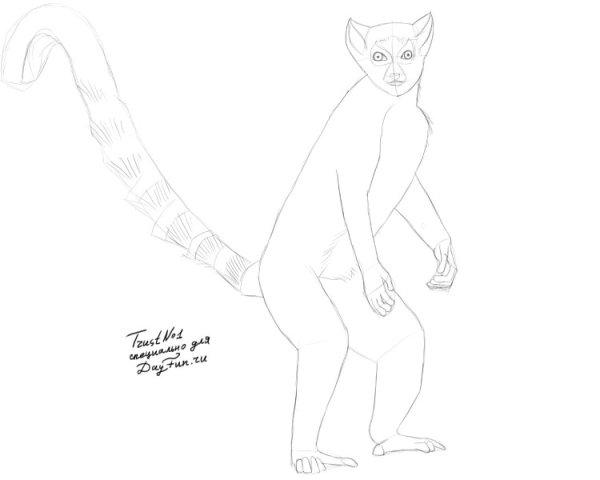 Нарисовать лемура карандашом