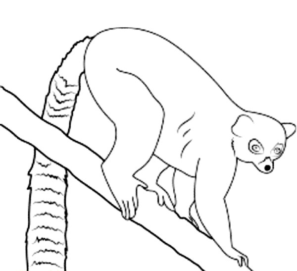 Лемур раскраска для детей