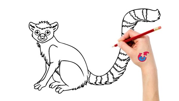 Лемуры рисунок легкий