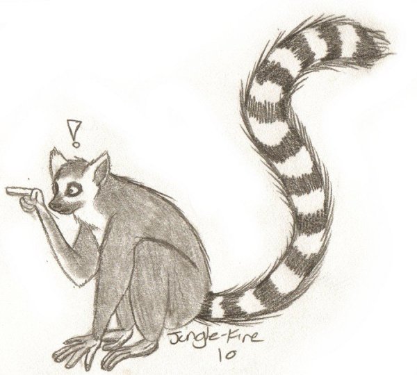 Лемур простые картинки для срисовки