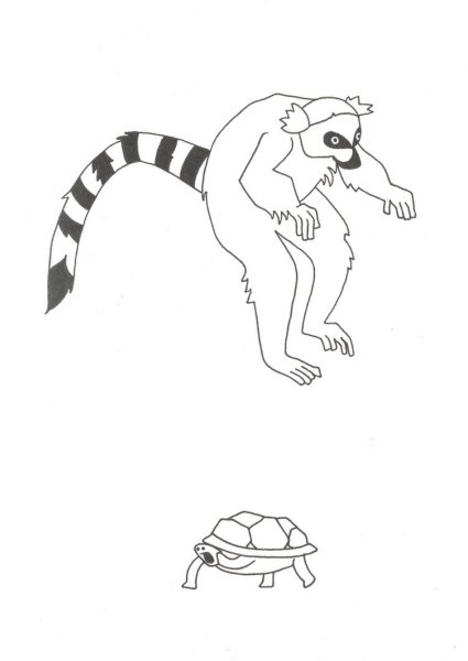 Раскраска Кольцехвостый лемур