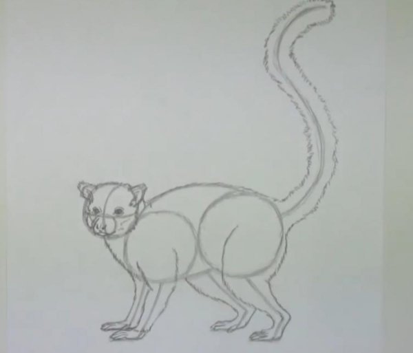 Поэтапное рисование лемура для детей