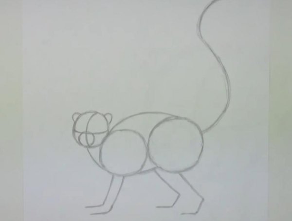 Лемур нарисовать поэтапно