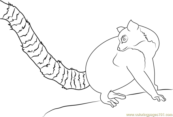 Лемур раскраска