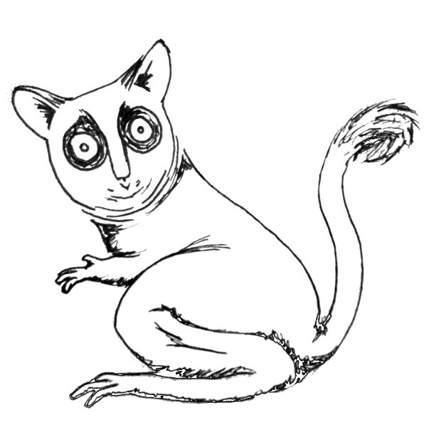 Лемур рисунок карандашом