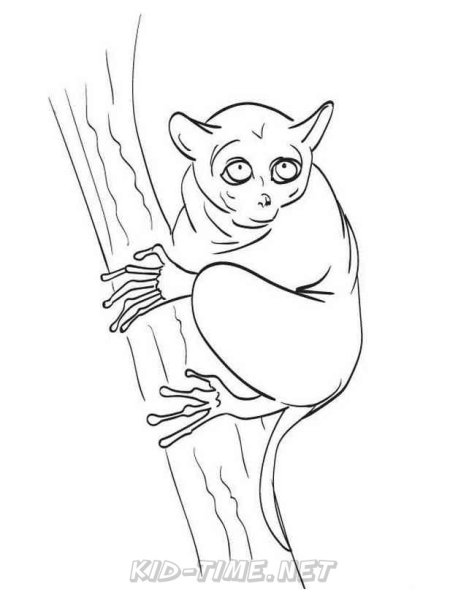 Долгопят раскраска