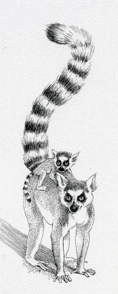 Лемур карандашом