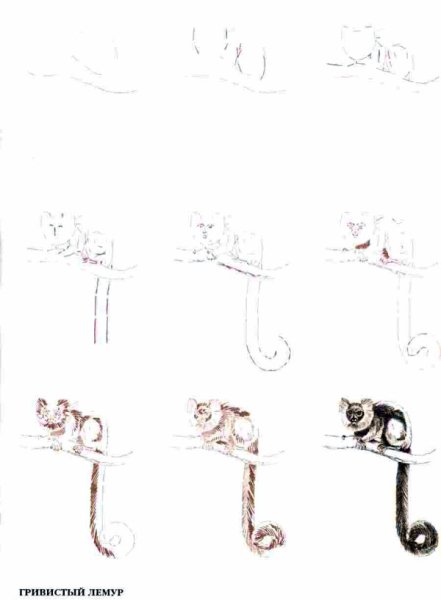 Лемур поэтапное рисование