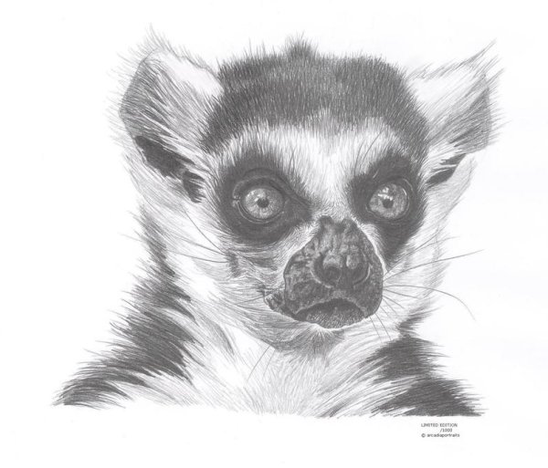 Набросок лемура карандашом