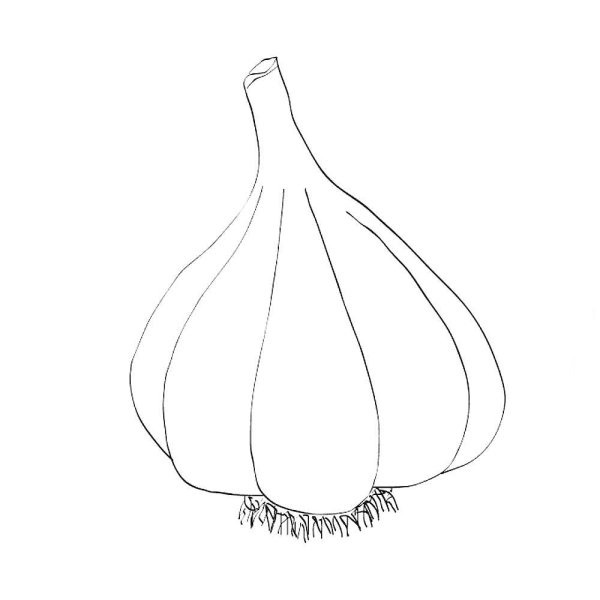 Чеснок раскраска