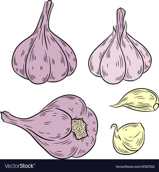 Векторный чеснок