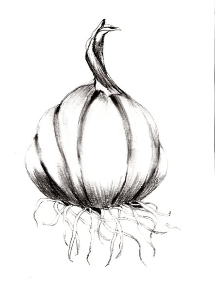 Наброски чеснока