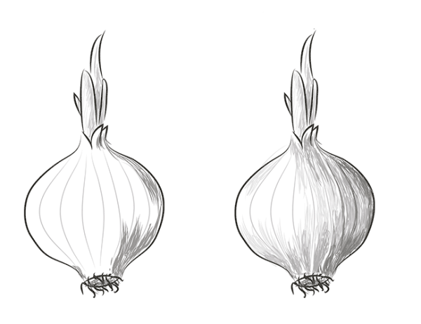 Луковица репчатого лука рисунок