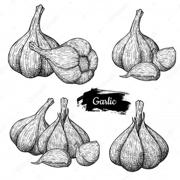 Чеснок garlic