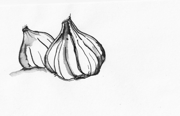 Чеснок вектор