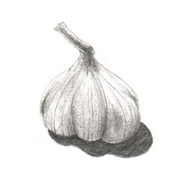 Луковица карандашом