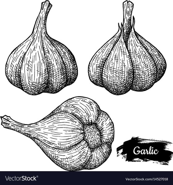 Чеснок контур