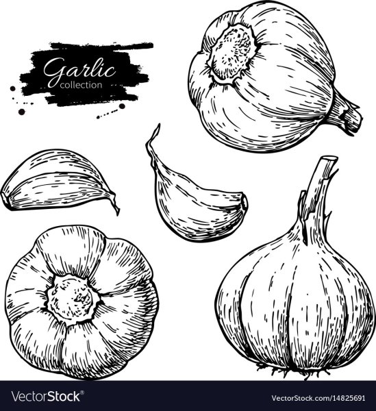Чеснок vector