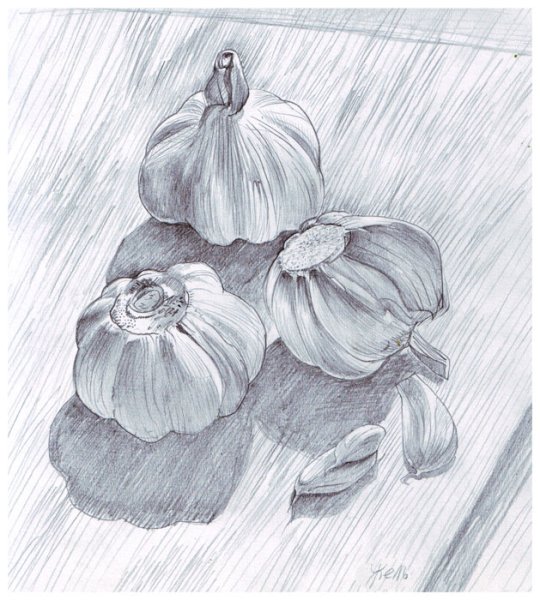 Чеснок рисунок карандашом
