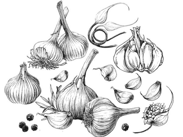 Лук гравюра