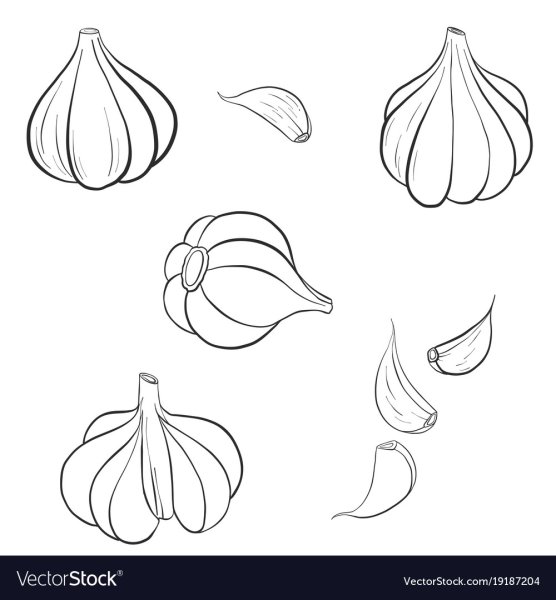 Зубчик чеснока рисунок