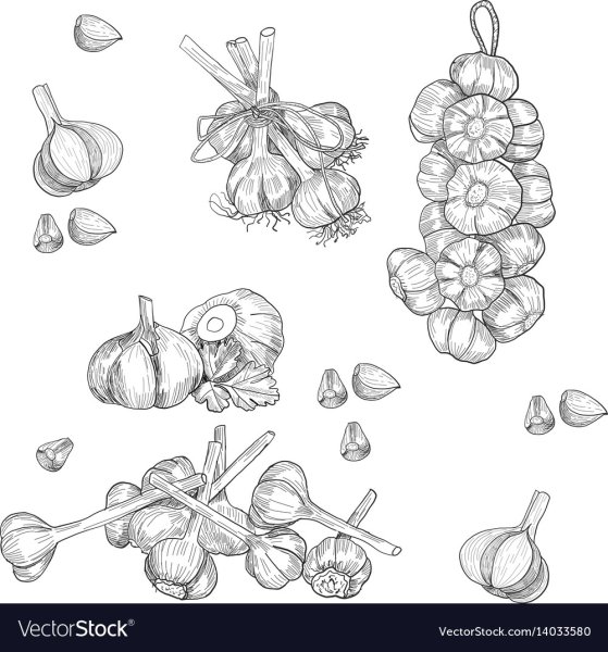 Чеснок стилизация