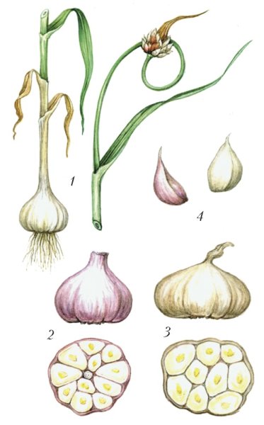 Чеснок посевной Фармакогнозия
