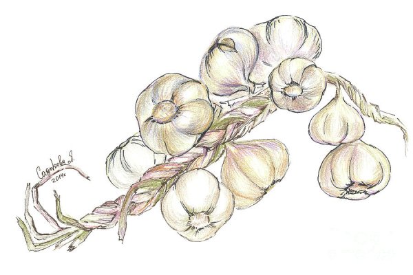 Связка чеснока рисунок