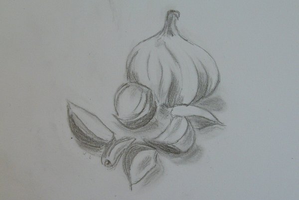 Чеснок рисунок карандашом