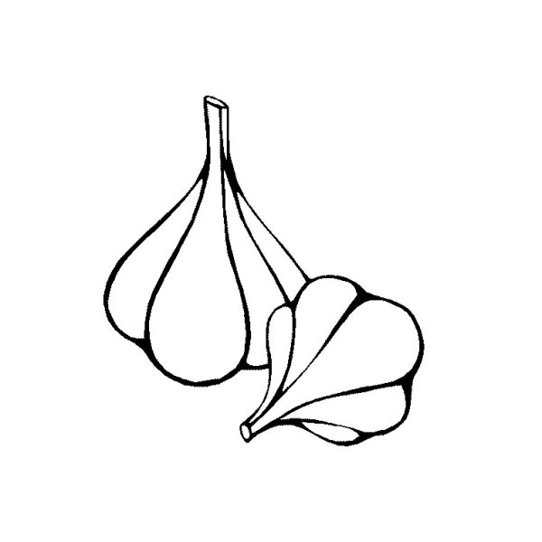 Чеснок контурный рисунок