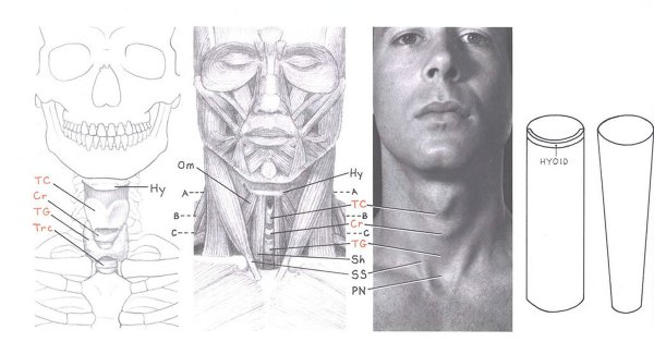 Кадык рисунок