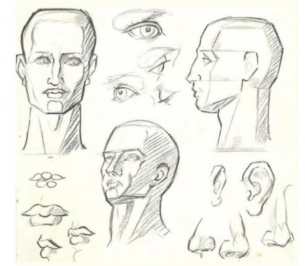 Зарисовки частей головы