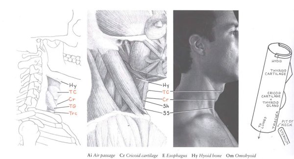 Кадык референс