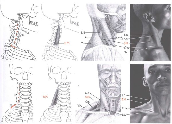 Мужской кадык анатомия