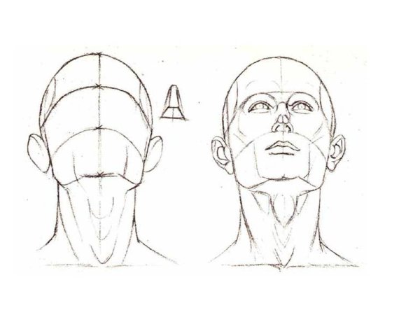 Перспектива головы референс