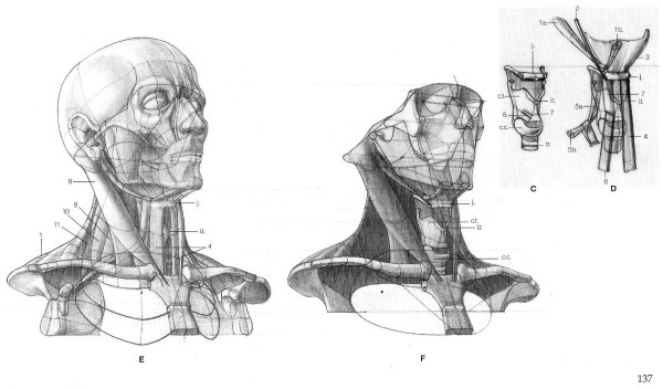Анатомия Баммес мышцы шеи