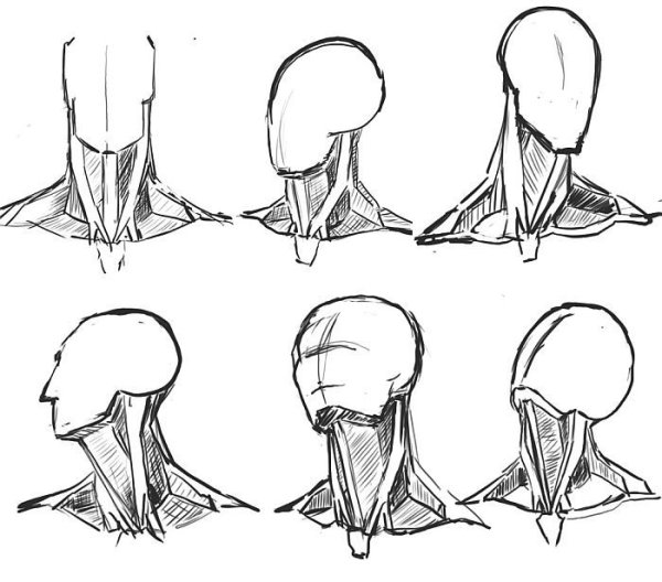 Шея анатомия референс