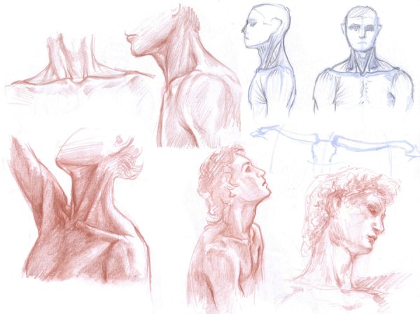 Шея рисунок